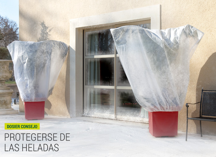 Protegerse de las heladas