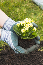 COMPOST: COMO HACERLO EN CASA