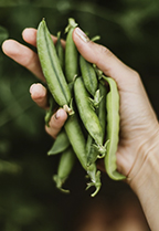 Como cultivar guisantes: guía y consejos de cuidado 