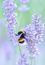 INSECTOS QUE CUIDAN DE NUESTRO JARDÍN 