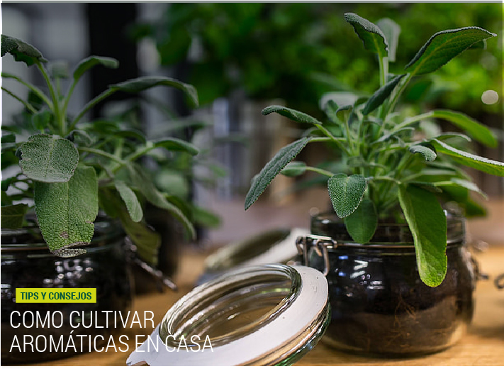 COMO CULTIVAR AROMÁTICAS EN CASA