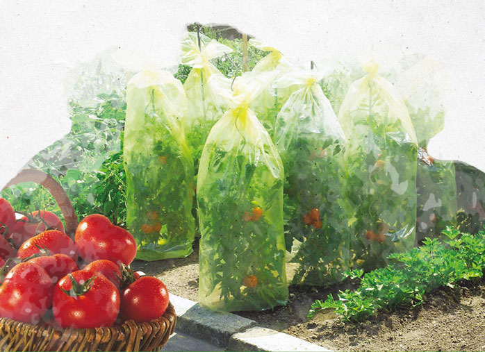 Conseguir apetitosos tomates