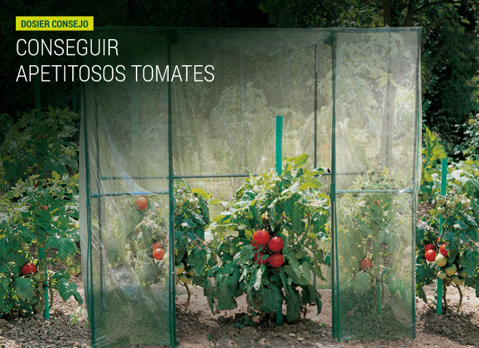 Conseguir apetitosos tomates