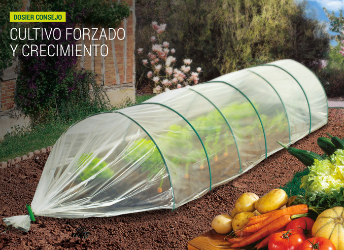 Cultivo forzado y crecimiento