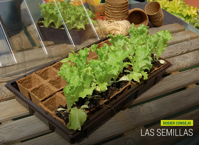 Las semillas