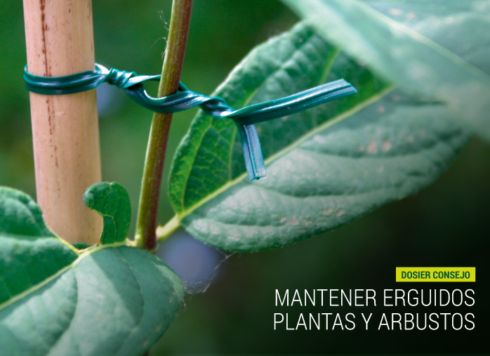 Mantener erguidos plantas y arbustos