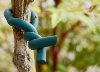 Foam holder for fragile plants