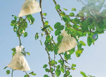 Saco protetor para frutas