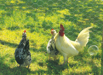 Malla gallinero - Hierros Etxebarria