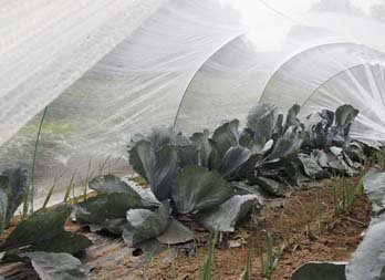 Malha de proteção de cultivo: anti-granizo e anti-inseto