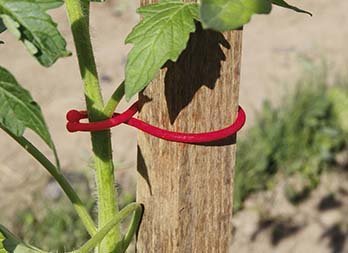 Clips para tomateras