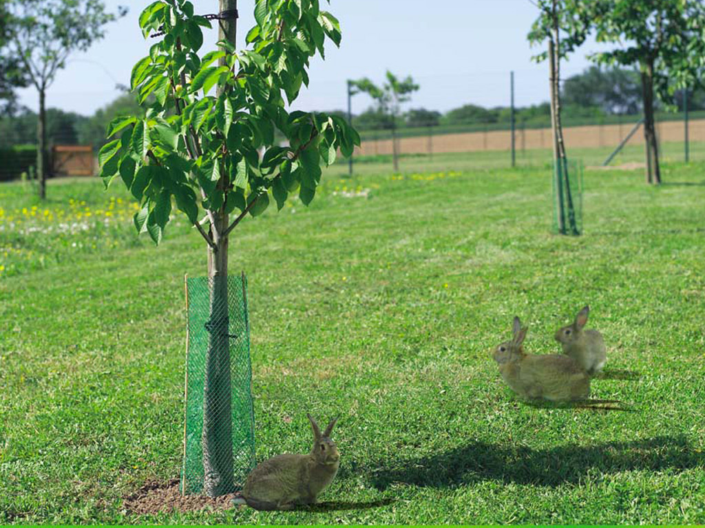 TREEGUARD - 10 conductos de protección antirroedores - Nortene